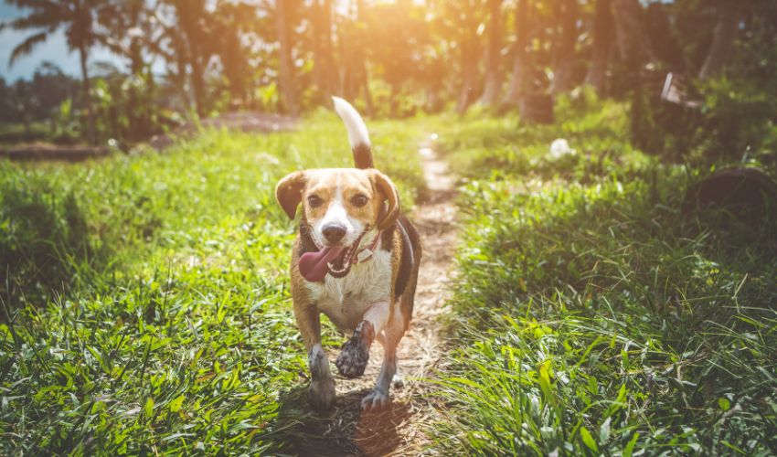 Master Bernese Mountain Dog Training Essentials for Obedience with These Expert Tips